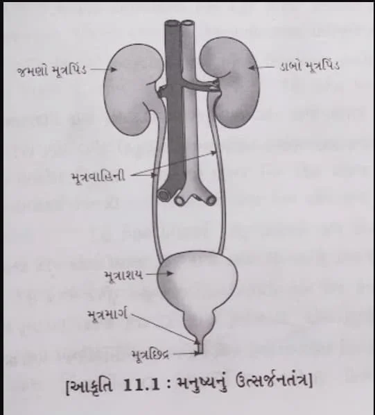Class 7 Science Chapter 7 Swadhyay 