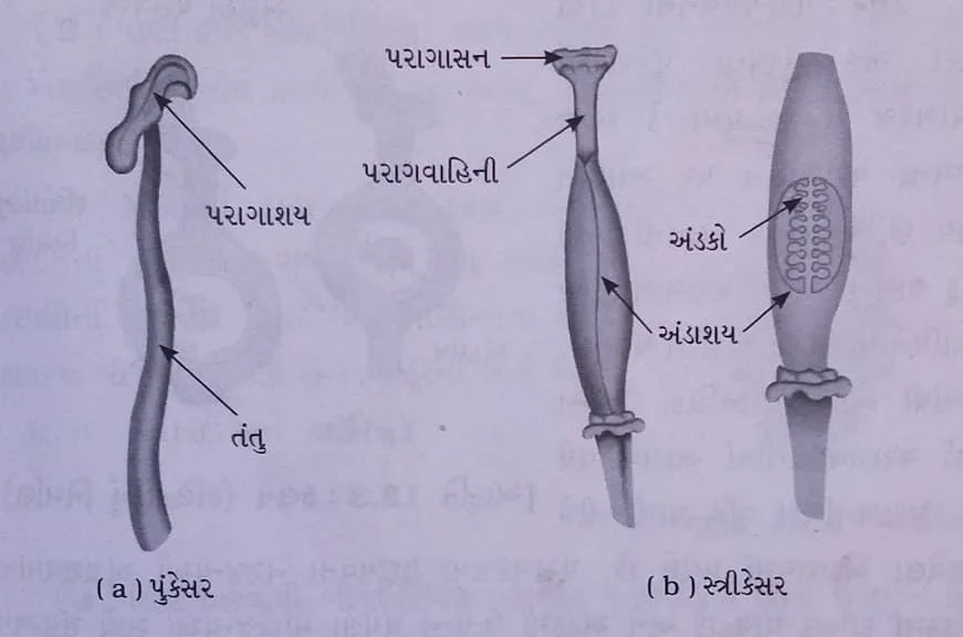 Class 7 Science Chapter 8 Swadhyay