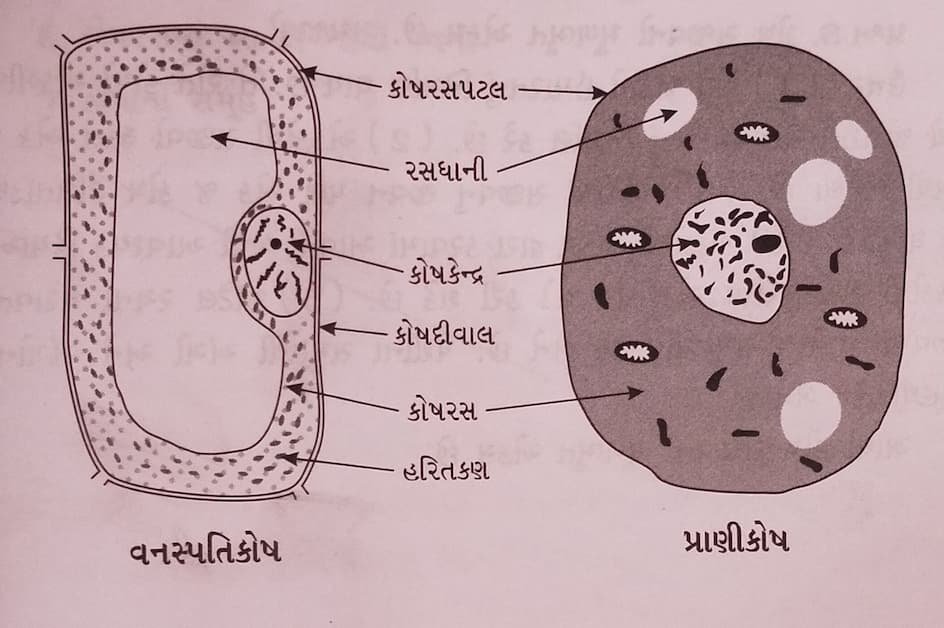 Class 8 Science Chapter 8 Swadhyay