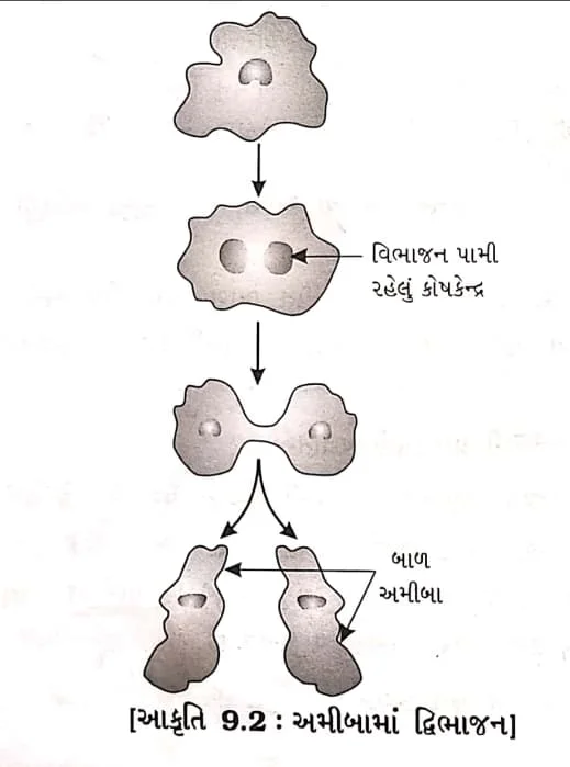 Class 8 Science Chapter 6 Swadhyay (ધોરણ 8 વિજ્ઞાન પાઠ 6 સ્વાધ્યાય) 3 Class 8 Science Chapter 6 Swadhyay