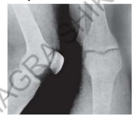 Std 6 Science Chapter 5 Mcq Gujarati (ધોરણ 6 વિજ્ઞાન પાઠ 5 Mcq) 2 Std 6 Science Chapter 5 Mcq Gujarati