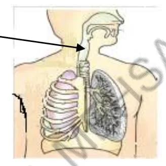Std 7 Science Chapter 6 Mcq Gujarati (ધોરણ 7 વિજ્ઞાન પાઠ 6 Mcq) 2 Std 7 Science Chapter 10 Mcq Gujarati