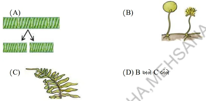 Std 7 Science Chapter 8 Mcq Gujarati