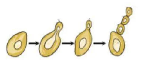 Std 7 Science Chapter 8 Mcq Gujarati