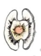 Std 7 Science Chapter 8 Mcq Gujarati
