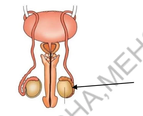 Std 8 Science Chapter 6 Mcq Gujarati (ધોરણ 8 વિજ્ઞાન પાઠ 6 Mcq) 2 Std 8 Science Chapter 6 Mcq Gujarati